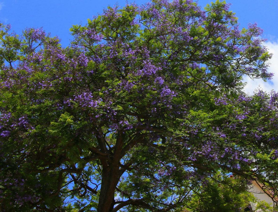 Quinta Araucaria Funchal Διαμέρισμα Φουνκάλ Εξωτερικό φωτογραφία